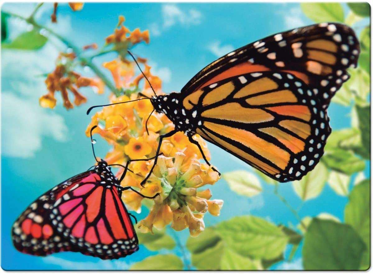 Motýli online puzzle