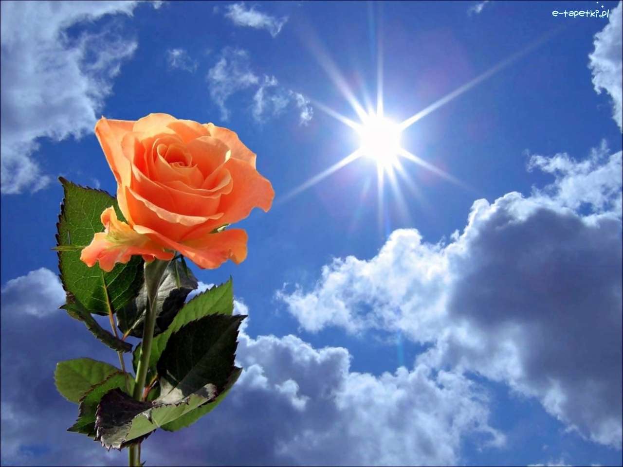 Rose på en himmelbakgrund på en solig dag pussel på nätet