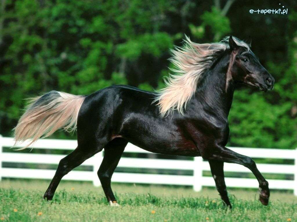 Μαύρο άλογο στην πασαρέλα online παζλ