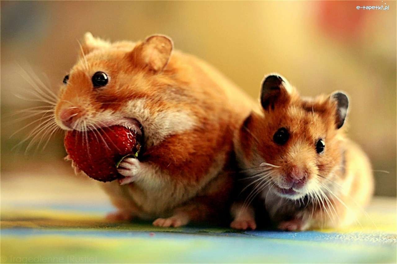 Hamsters. quebra-cabeças online