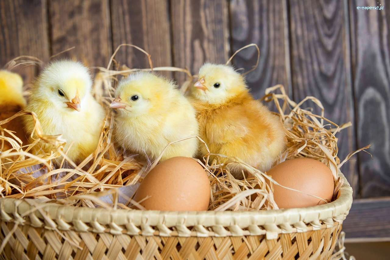 Kycklingar i en korg Pussel online