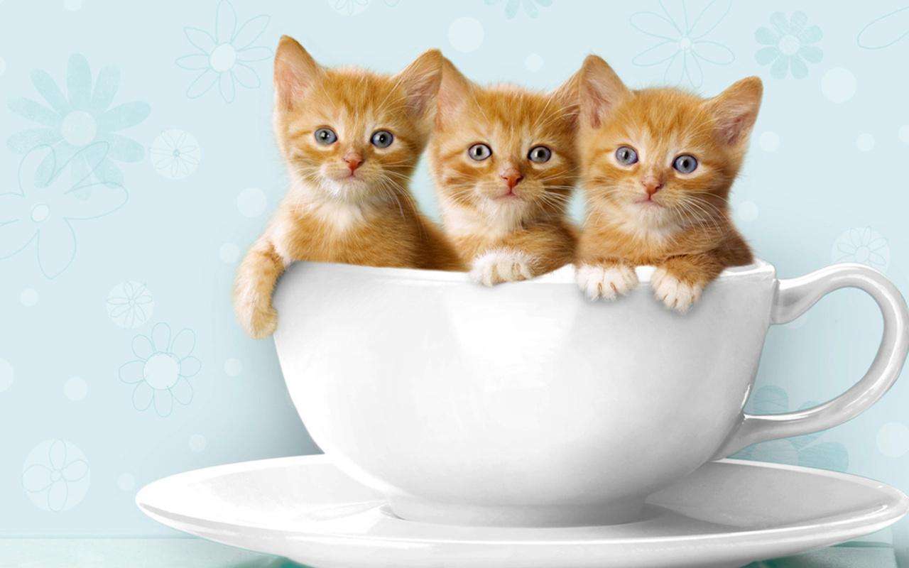 Três gatinhos minúsculos. quebra-cabeças online