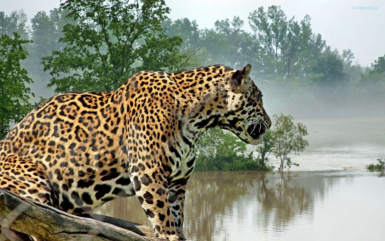 Jaguar sur un fond de lac avec brouillard puzzle en ligne