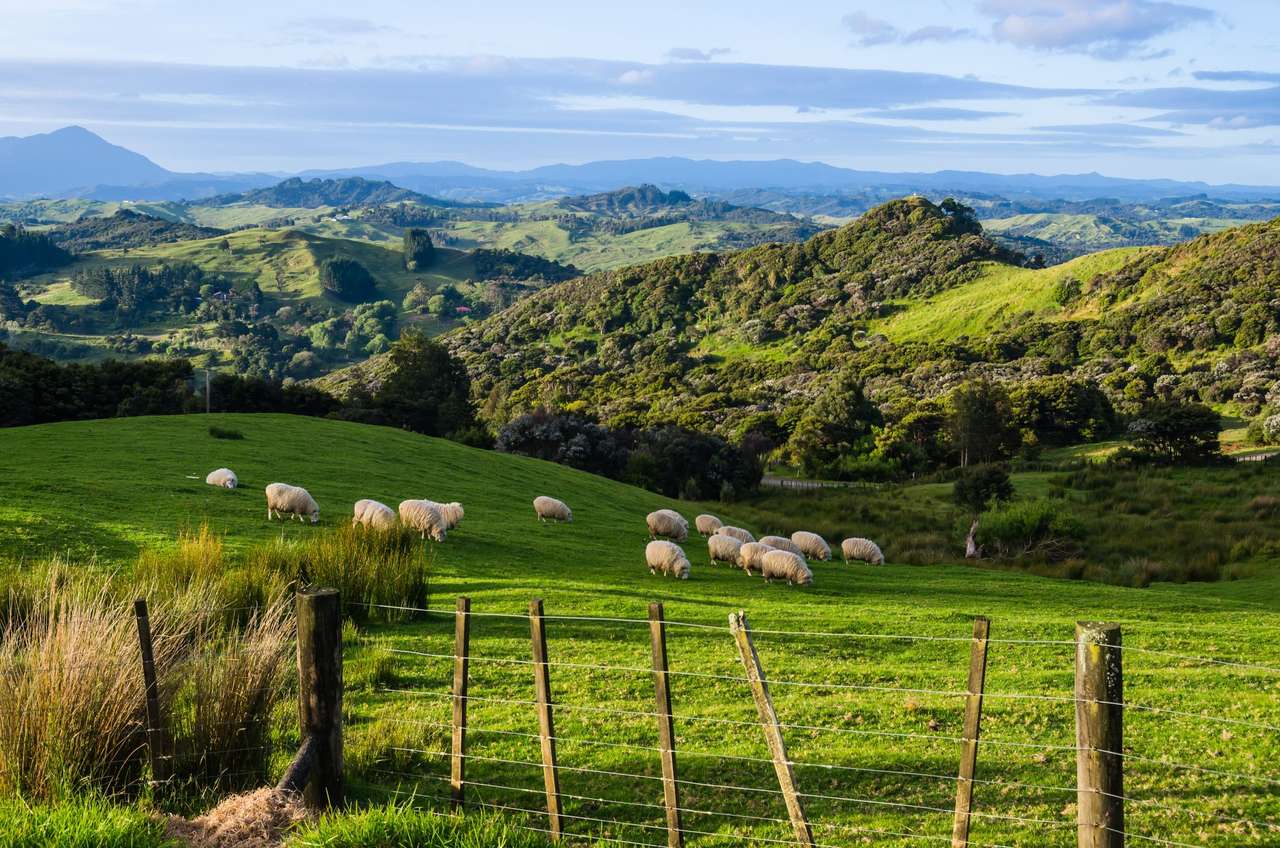 ニュージーランドの羊 ジグソーパズルオンライン