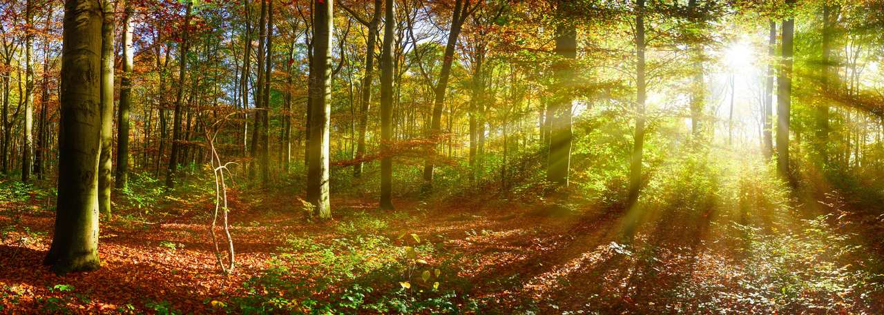 Podzimní les na slunci skládačky online