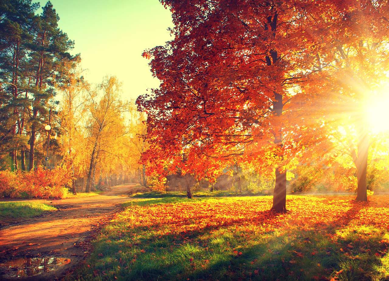Дерева і листя в сонячному світлі пазл онлайн