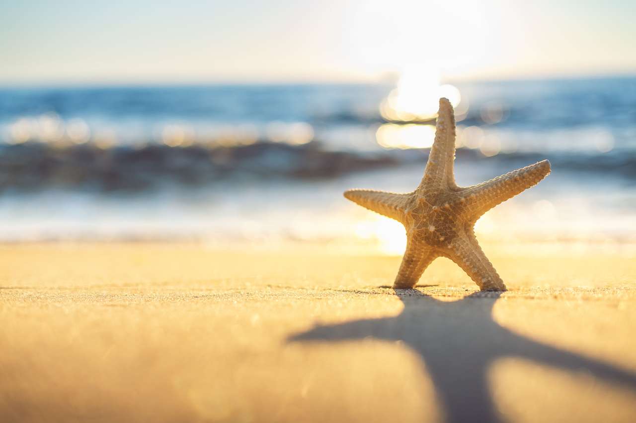 Starfish sulla spiaggia puzzle online