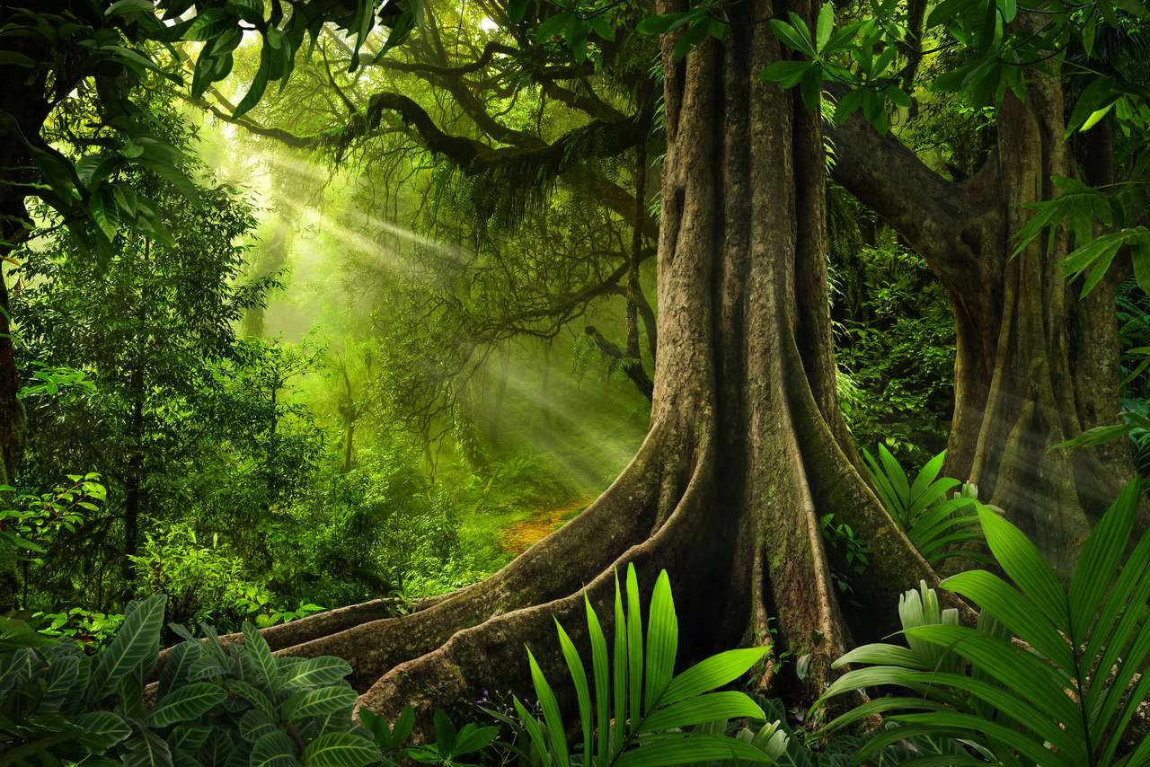 Tropický deštný prales v džungli online puzzle