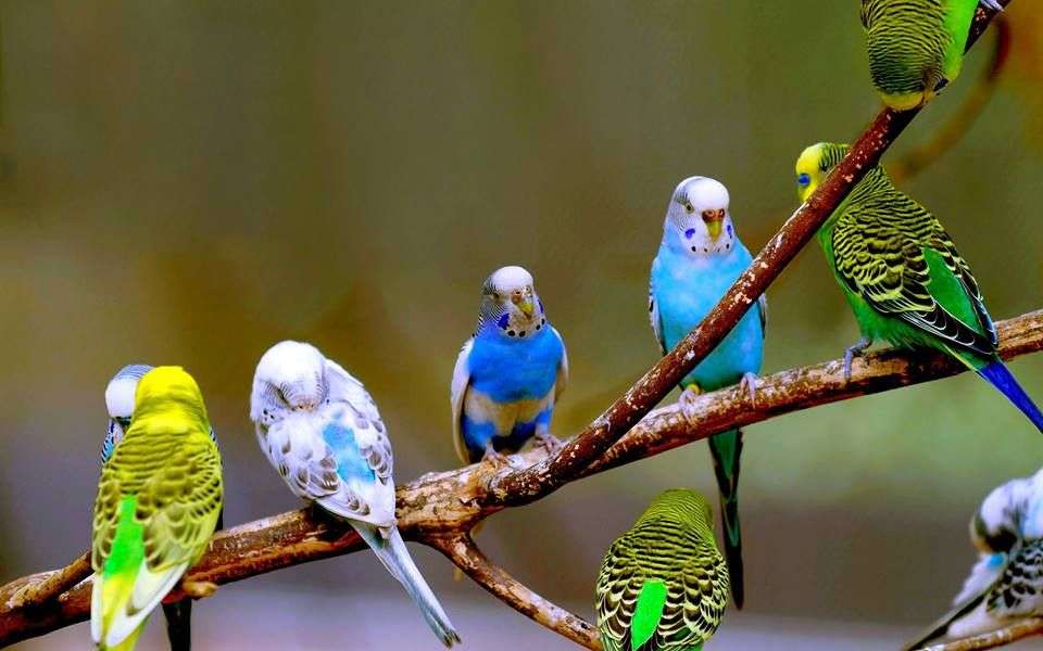 Malé australské papoušci skládačka