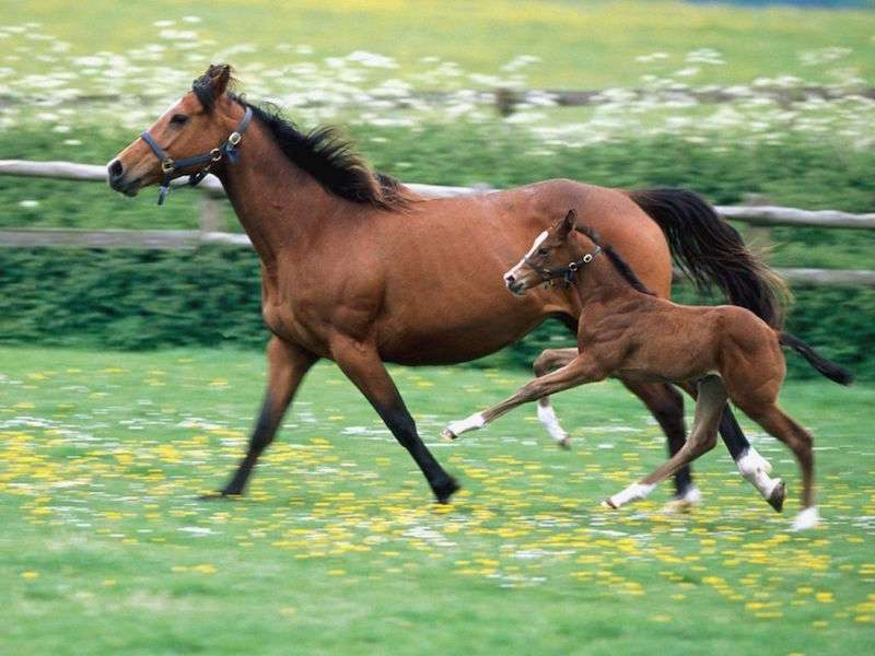 Horse and foal online puzzle