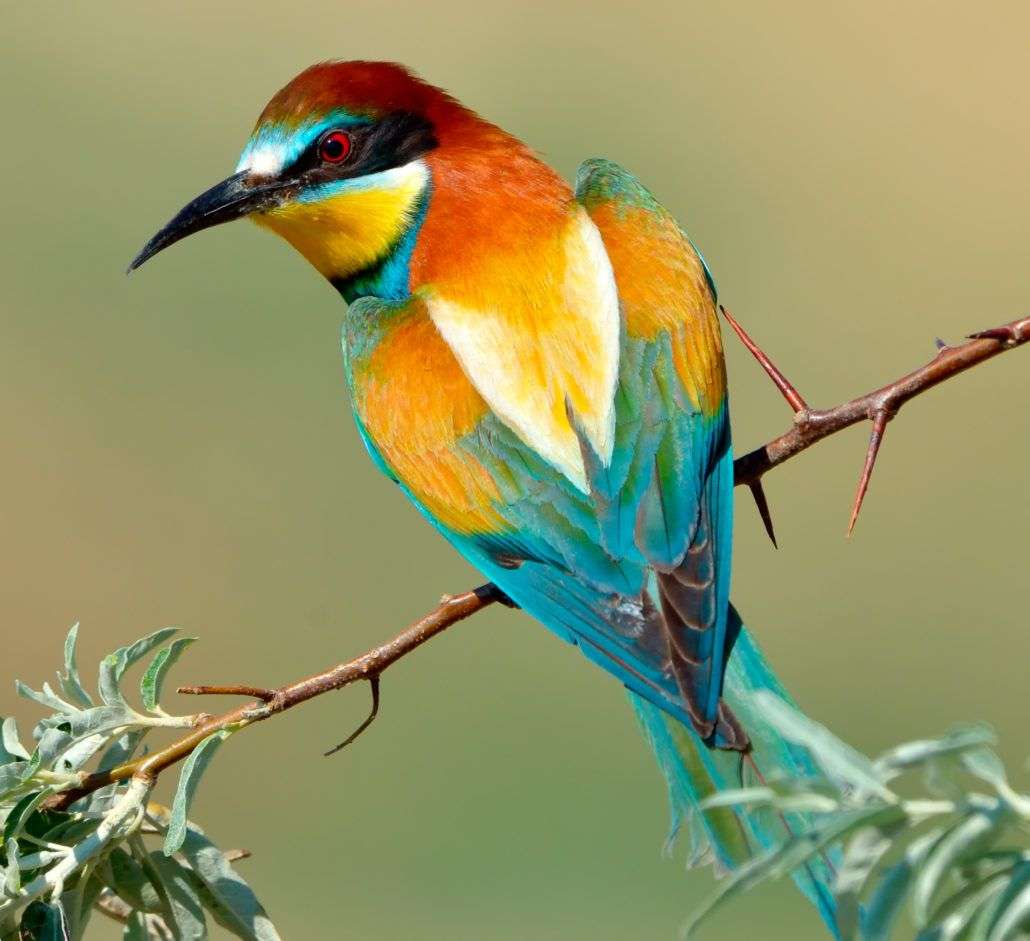 Kleurrijke vogel legpuzzel online