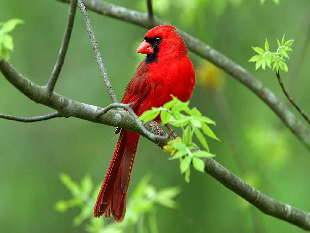 Uccello rosso su un ramo puzzle