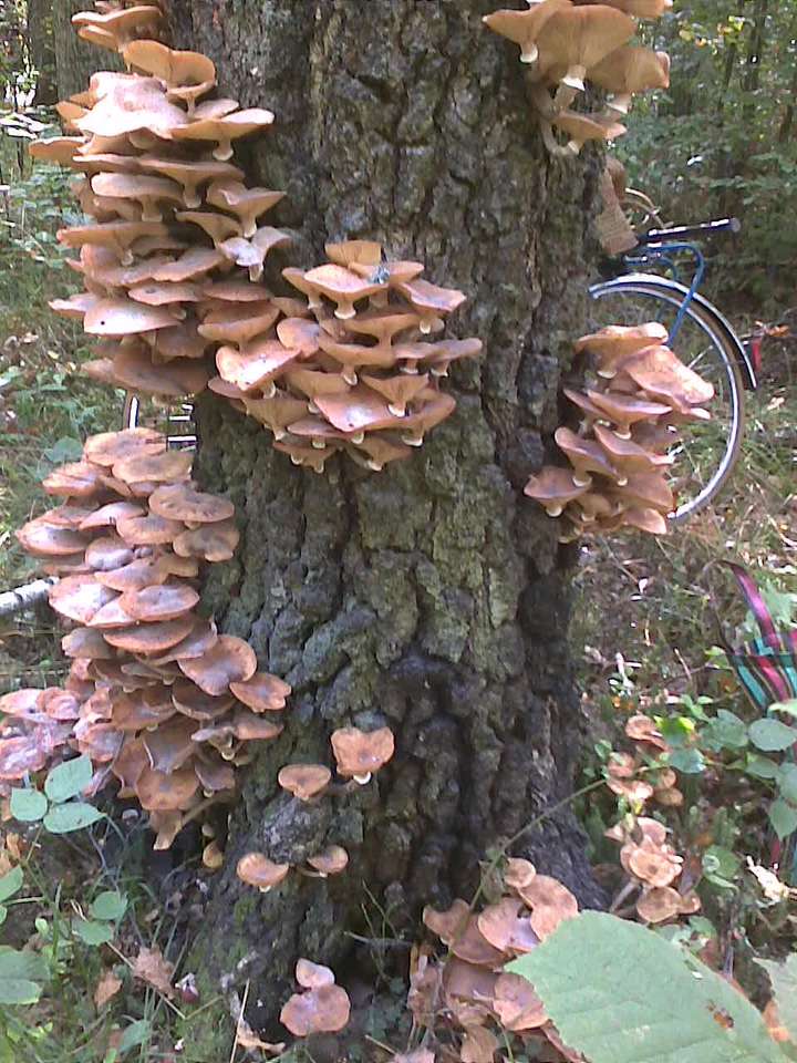 Funghi sull'albero puzzle online