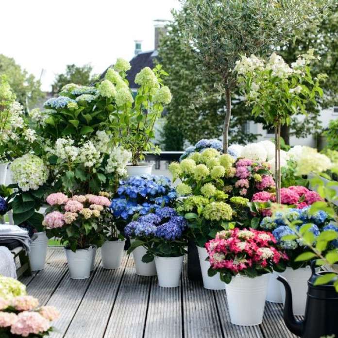 Potted blommor på terrassen Pussel online