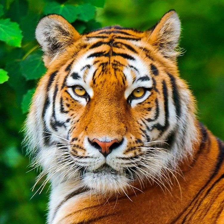 Tiger... Pussel online