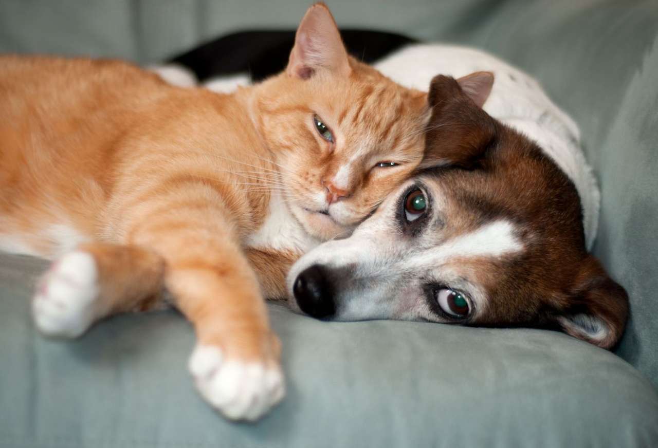 Barátság kutya egy cica kirakós online