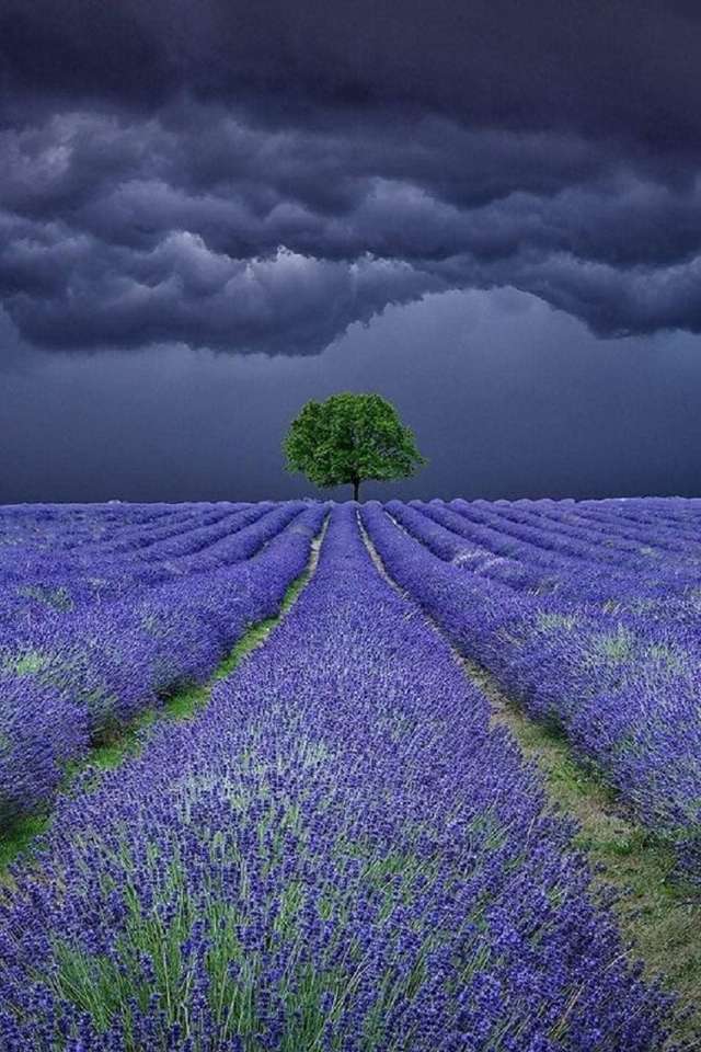 Een storm over het veld Lavendel. online puzzel