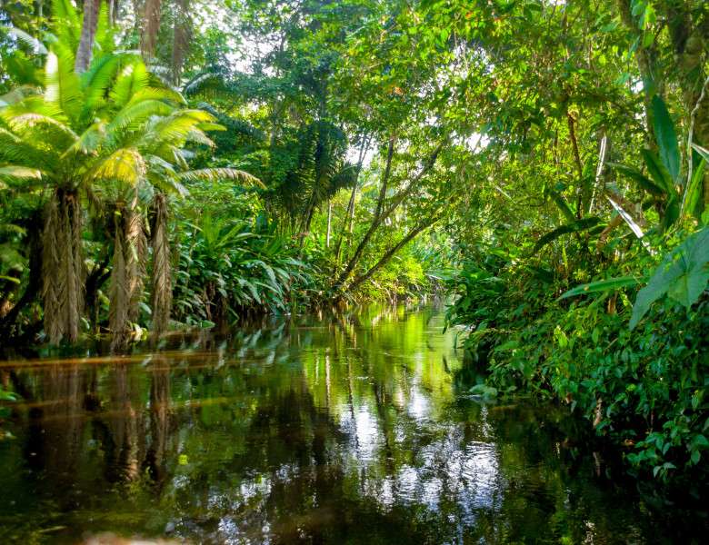 Der Amazonaswald Puzzlespiel online