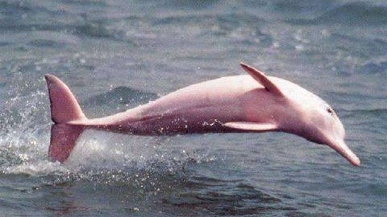 Amazon delfin pussel på nätet