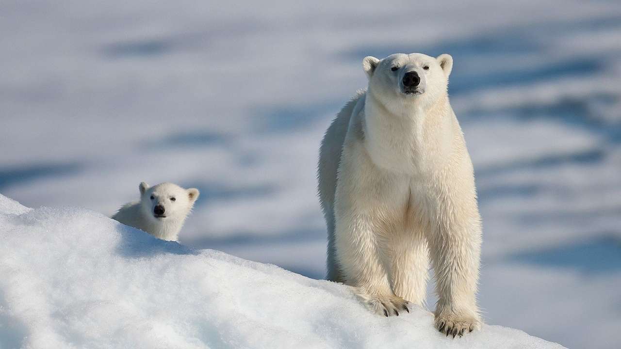 Urși polari jigsaw puzzle online