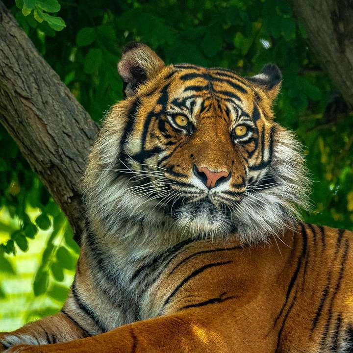 Тигр ... онлайн-пазл