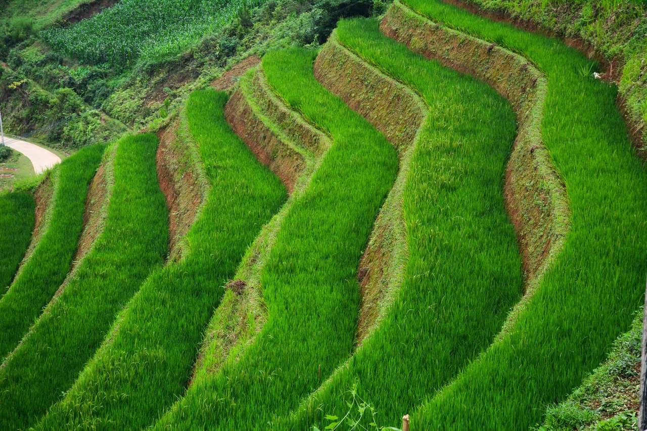 Terrain de riz mitoyen au Vietnam puzzle en ligne