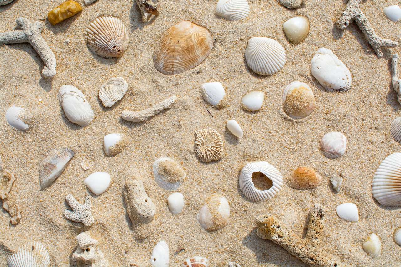 Seashells online puzzle