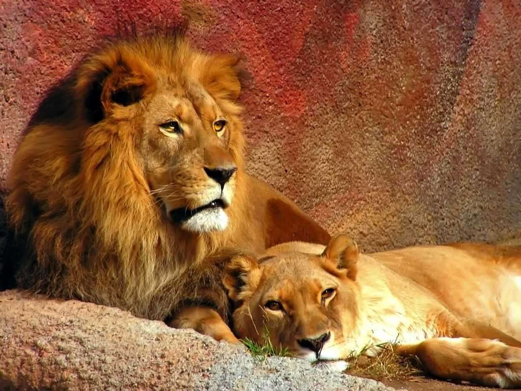 Leão com uma leoa puzzle online
