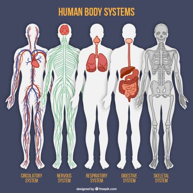 5 systèmes importants du corps humain puzzle en ligne