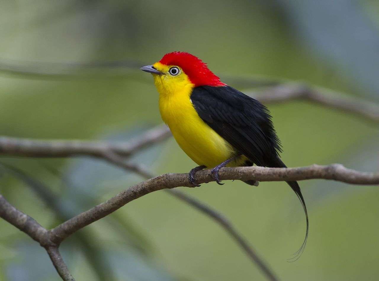 Kleurrijke vogel op een tak legpuzzel online