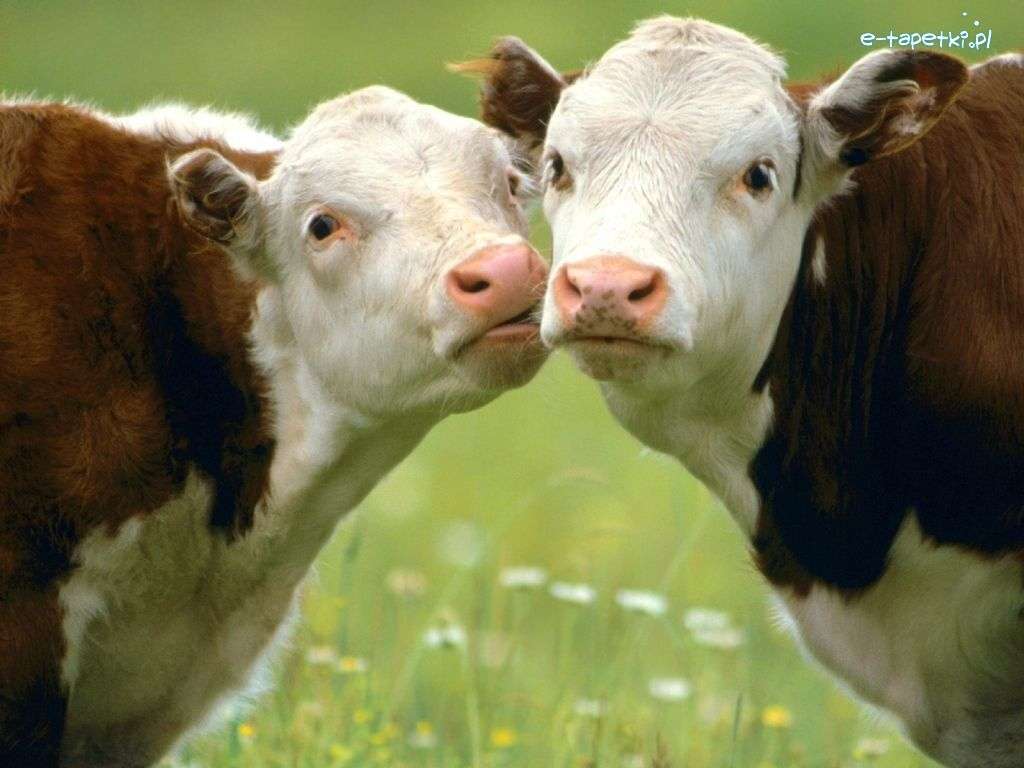 Смешные коровы онлайн-пазл