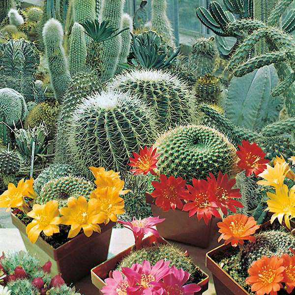 Blooming cacti. puzzle online