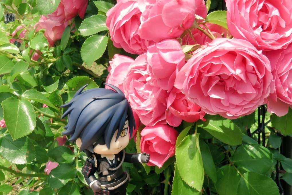 Mitsutada inmitten hübscher Rosen Puzzlespiel online