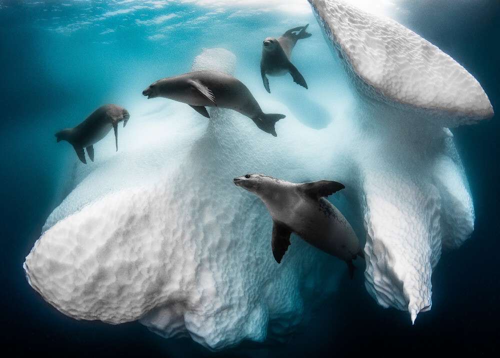 南極アザラシ ジグソーパズルオンライン