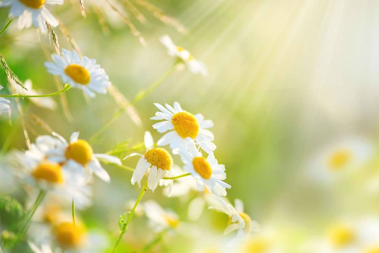 Chamomile flowers blooming online puzzle