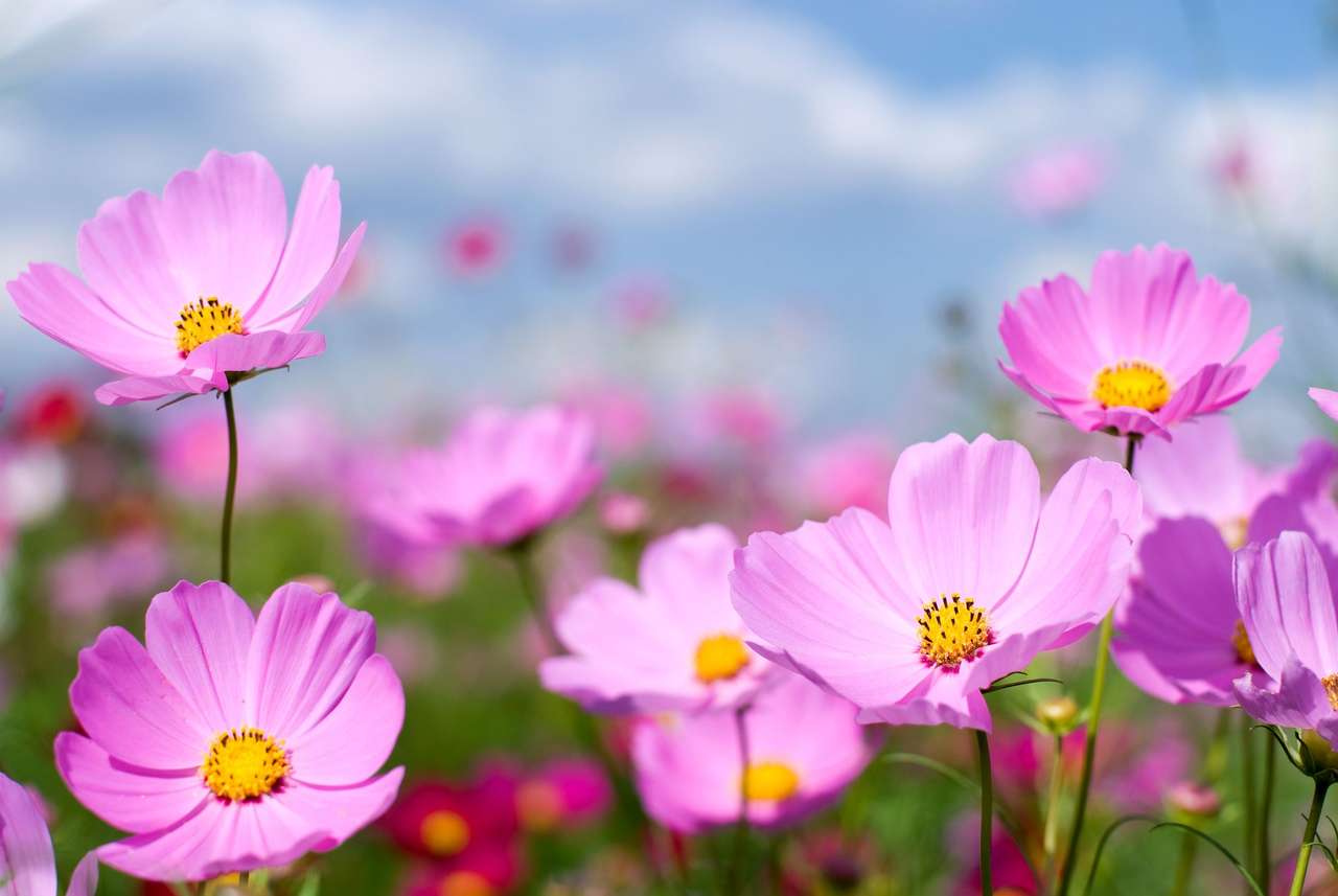 Csodálatos kozmosz virágok kirakós online
