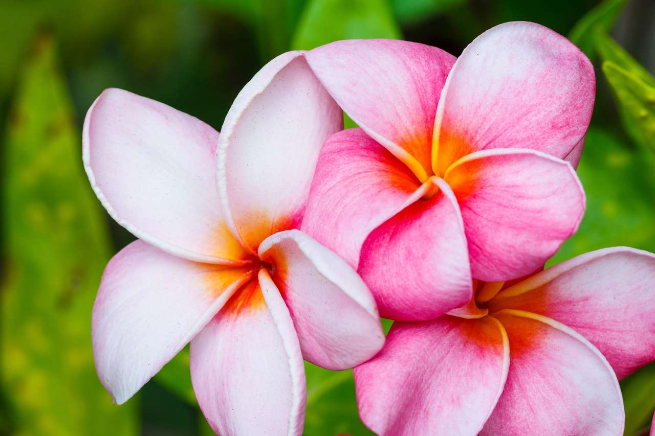 Flores de plumeria hawaiana rompecabezas en línea