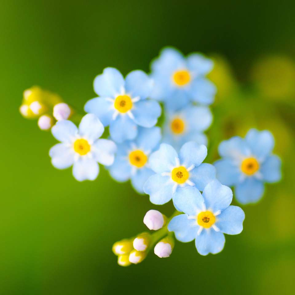 Blaue kleine Blumen Puzzlespiel online