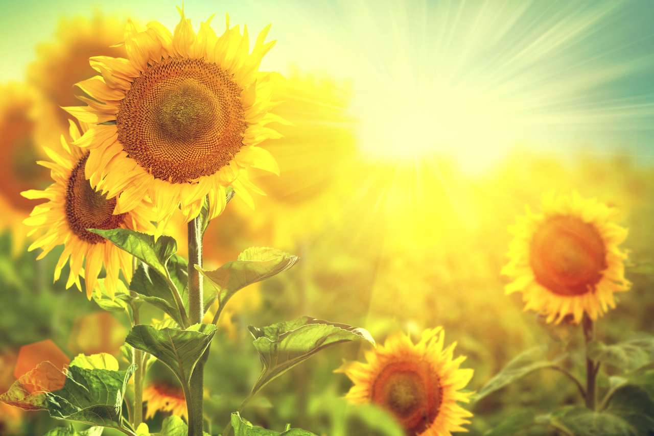 Mooie zonnebloemen die op het gebied bloeien online puzzel