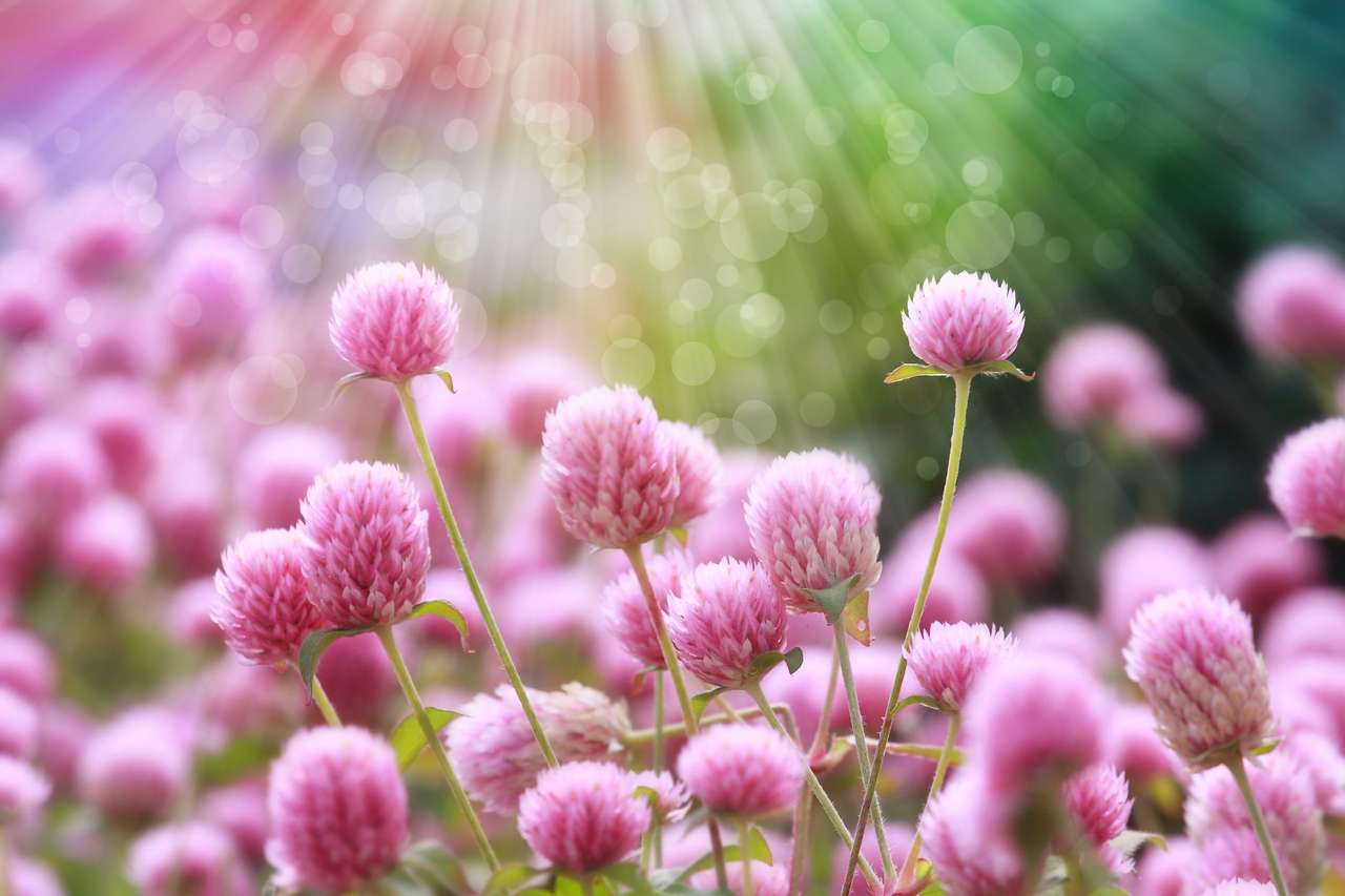 Gyönyörű tavaszi virágok online puzzle