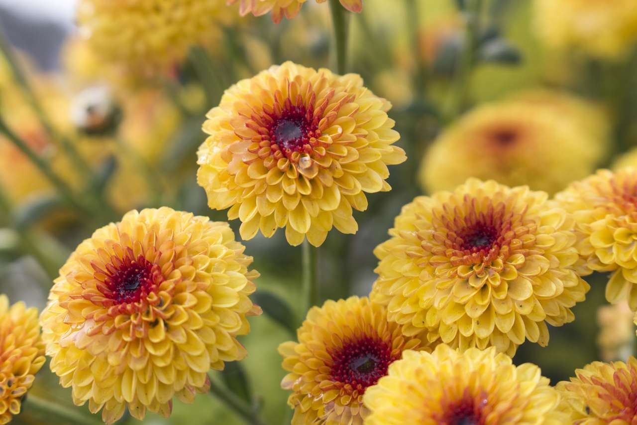 Flores de crisântemo amarelo quebra-cabeças online