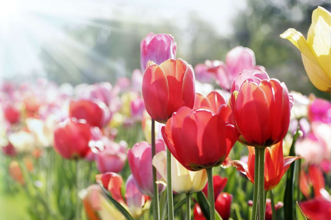 Kleurrijke tulpen in de zon legpuzzel online
