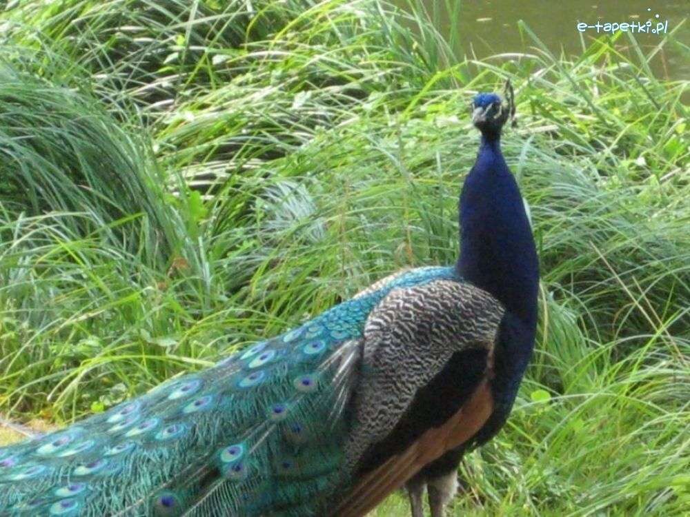 Peacock στο γρασίδι online παζλ