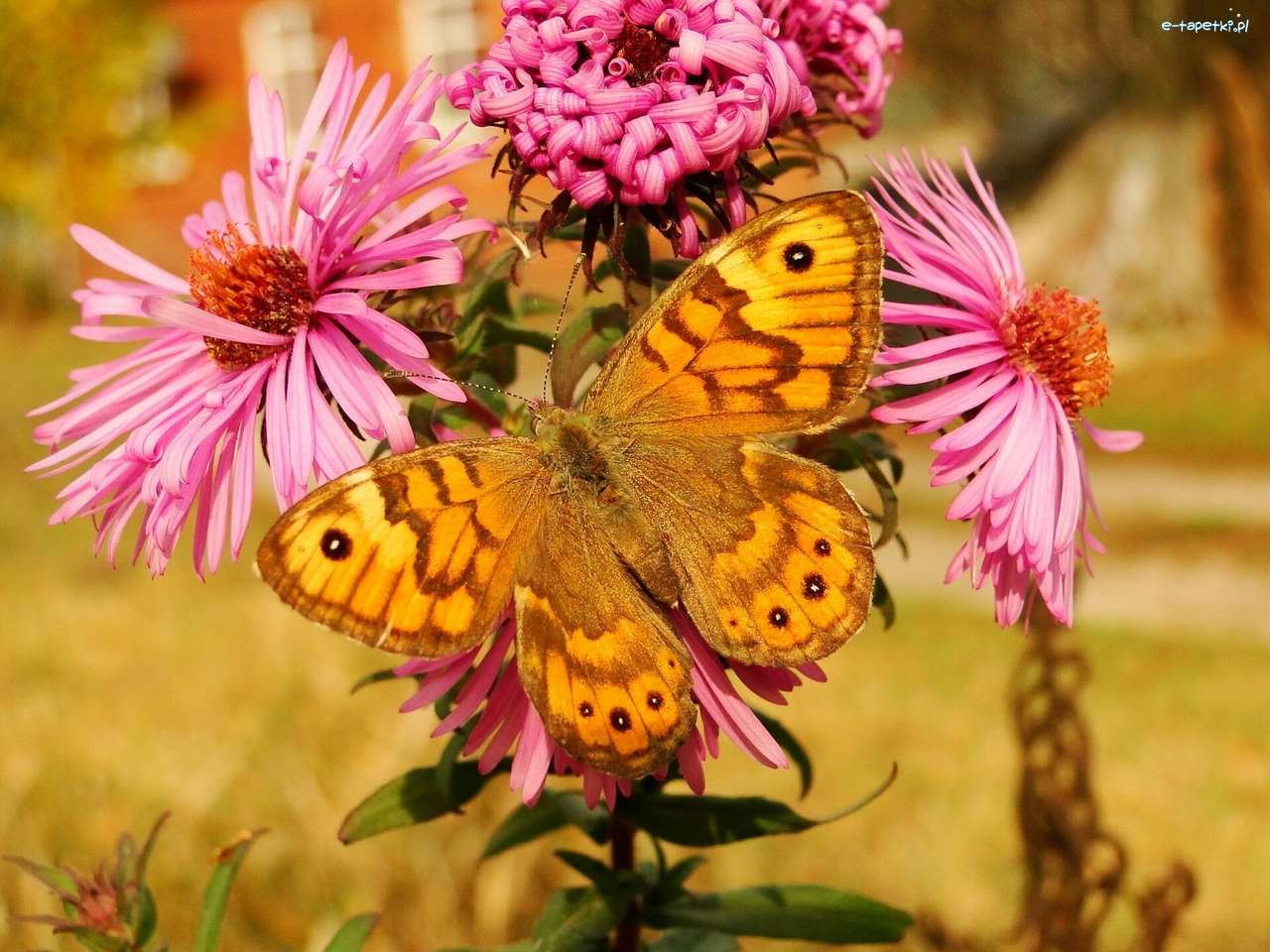 Mergena Butterfly. puzzle online