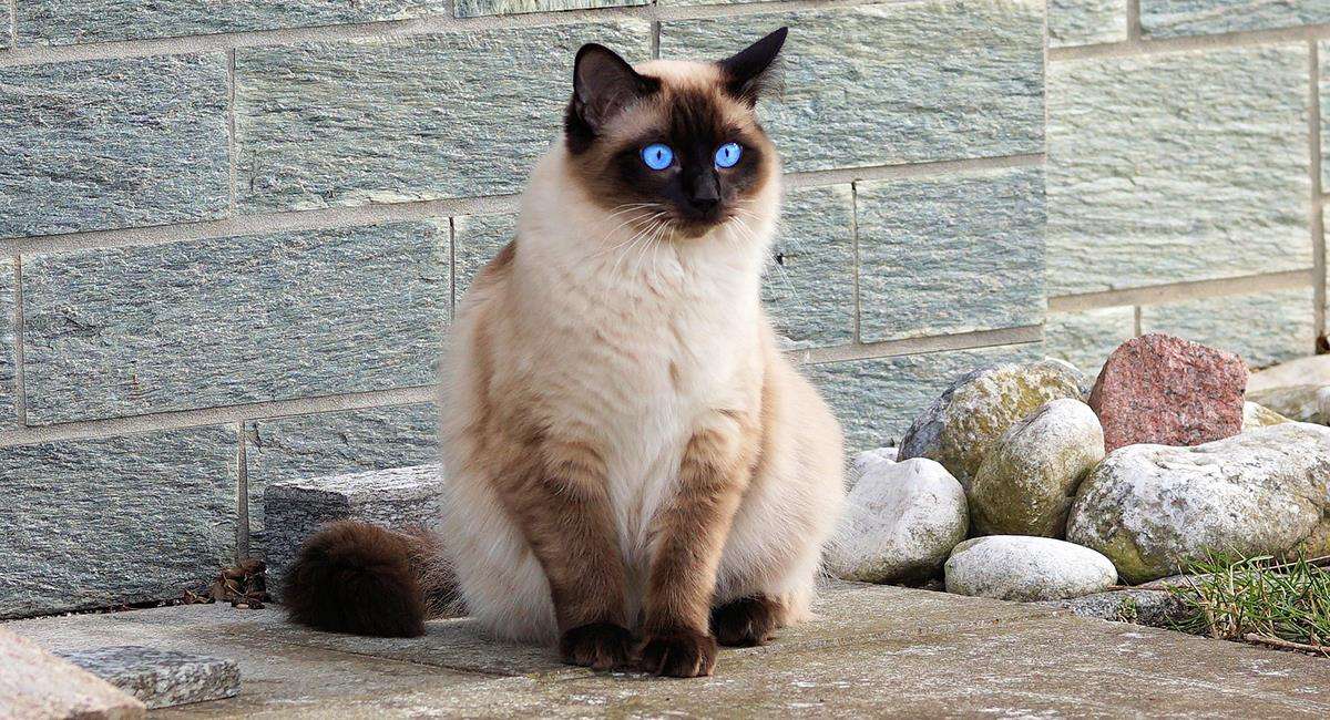 Котка със сини очи онлайн пъзел