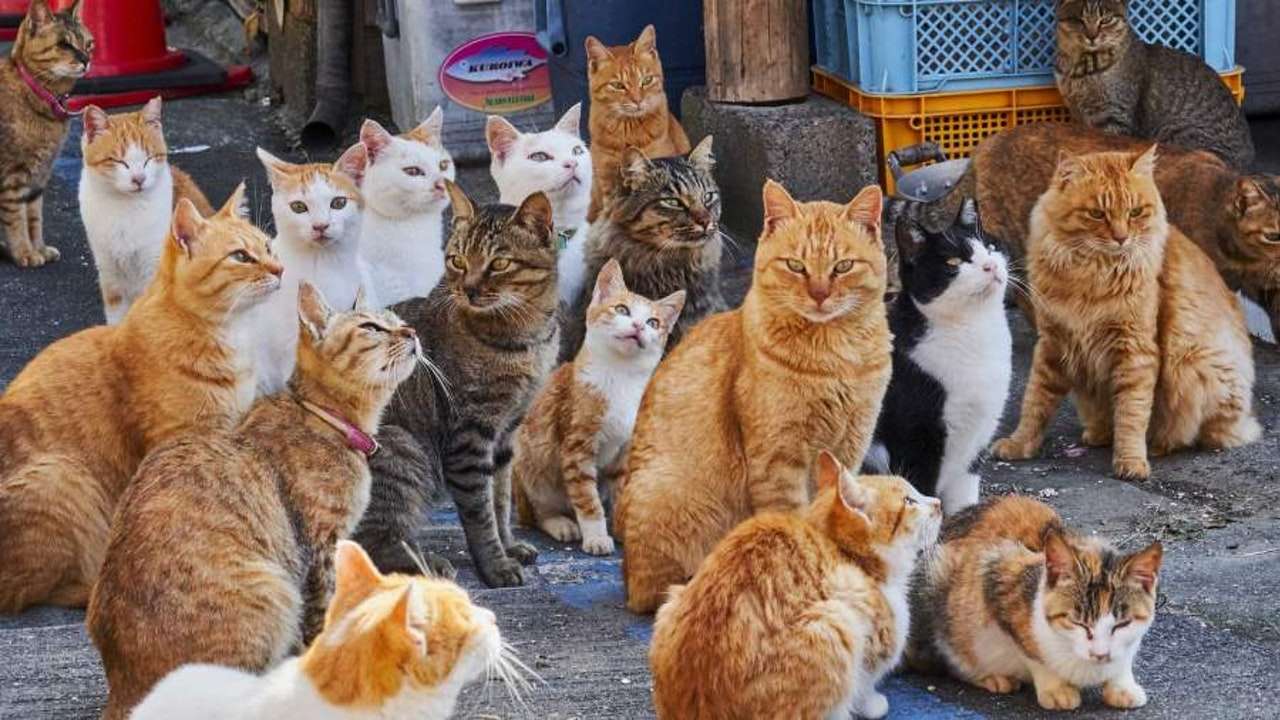 Různé kočky skládačky online