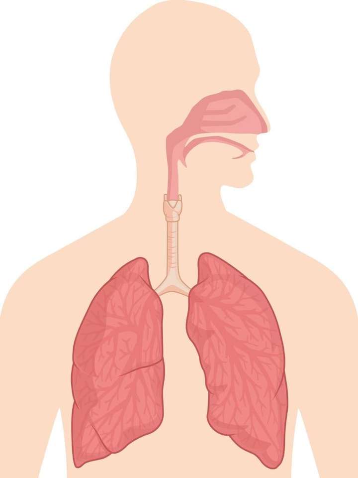 Sistema respiratorio - 5 ° anno E.J.A.S. puzzle online