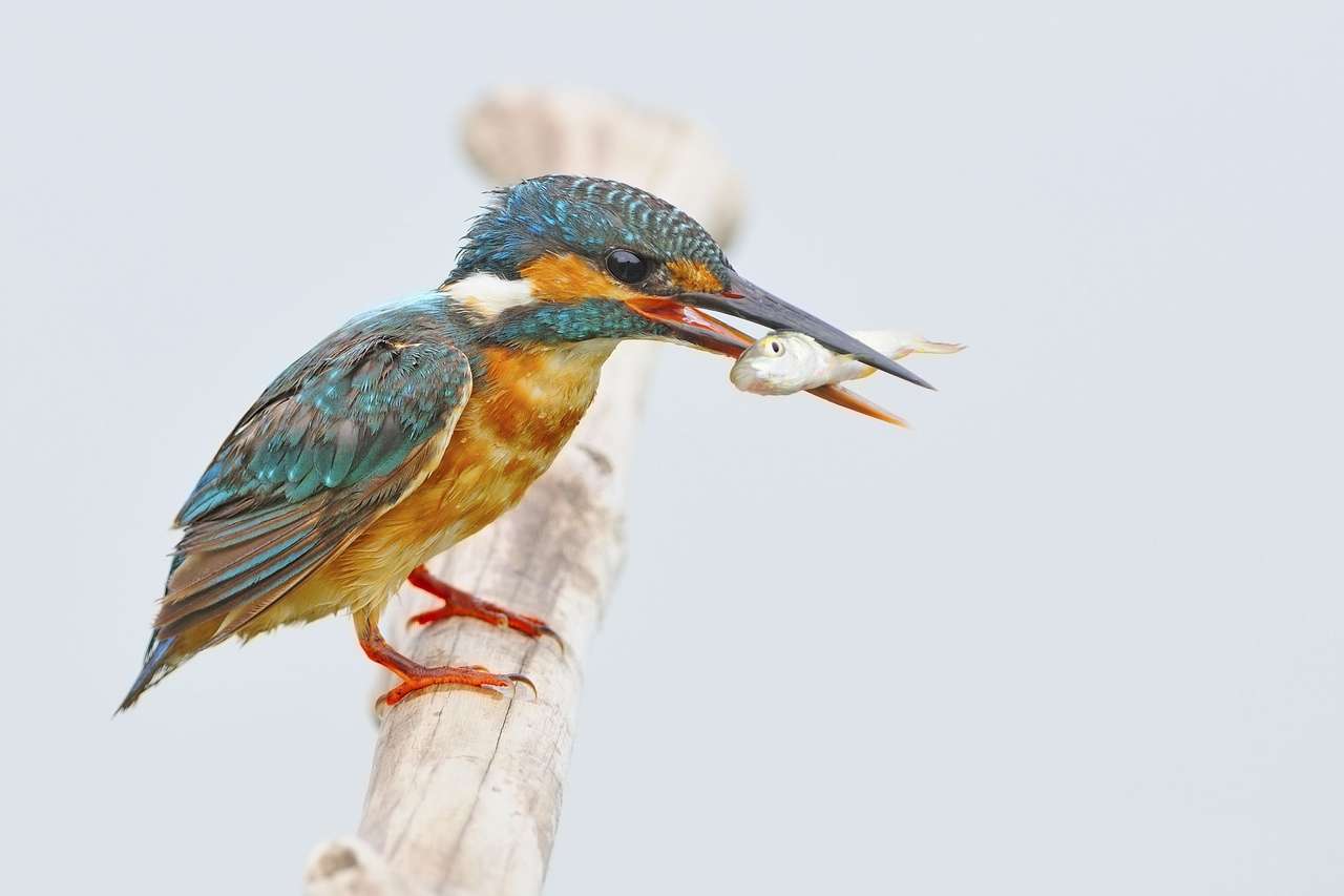 Kingfisher quebra-cabeças online