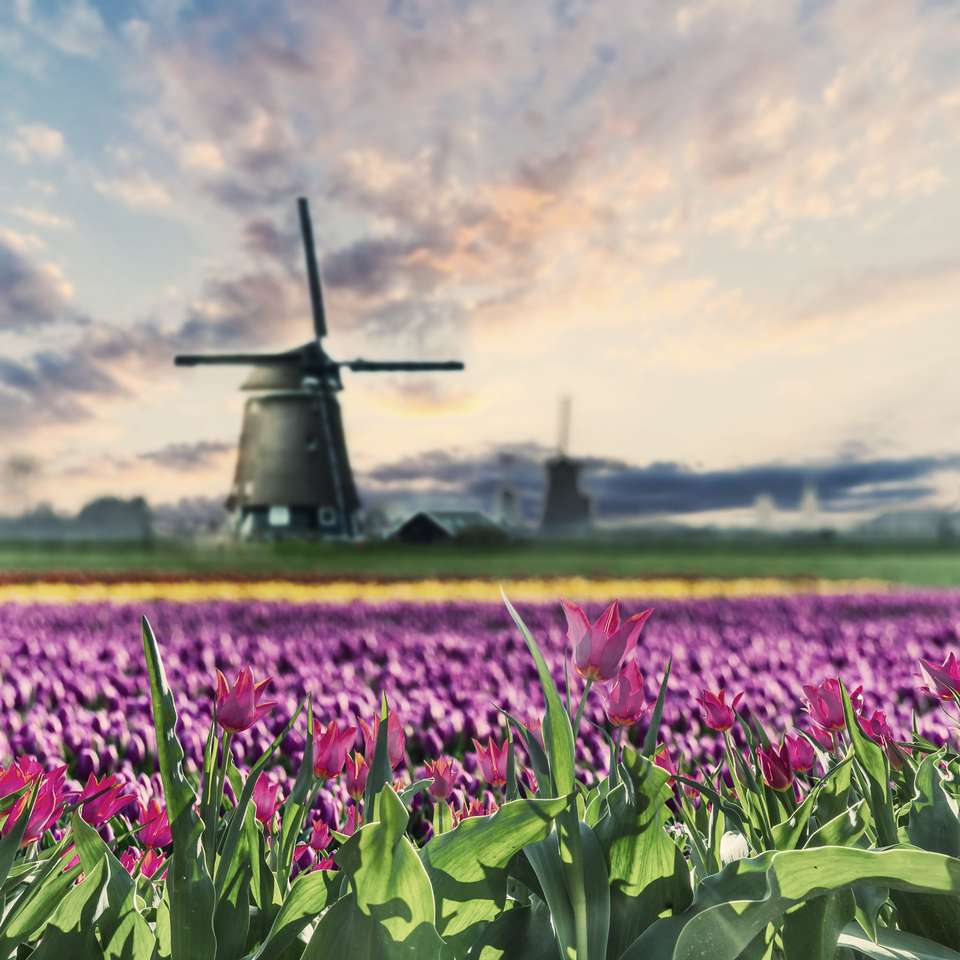 Холандия пейзаж онлайн пъзел