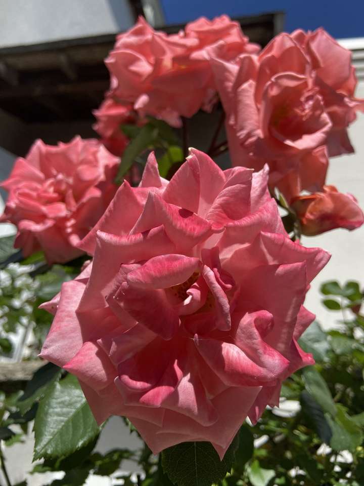Rosas cor de rosa quebra-cabeças online